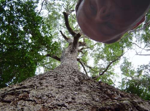 me and a big tree