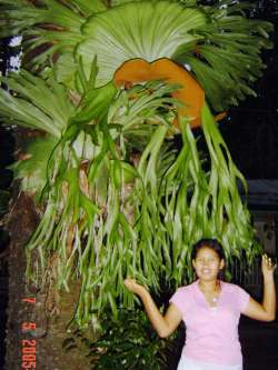 Dany shows off the rain forest plants