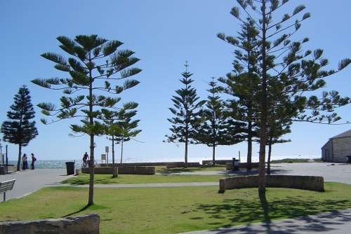 trees in front of the museum