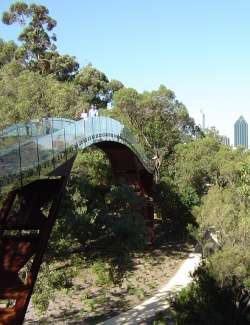 glass footbridge in Kings Park, Perth