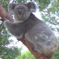 a koala at the koala hospital