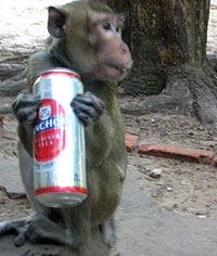 a monkey with a can of Anchor beer