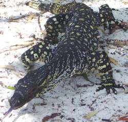 a native lizard looking for food