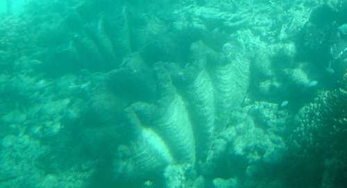 giant clams