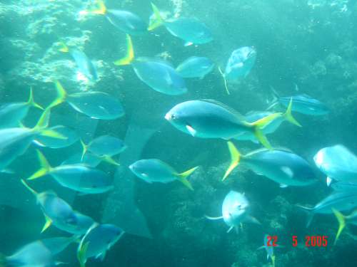 viewing fish from the semi-submersible