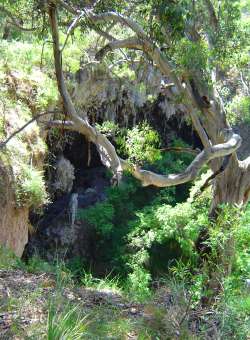 woods near Margaret River