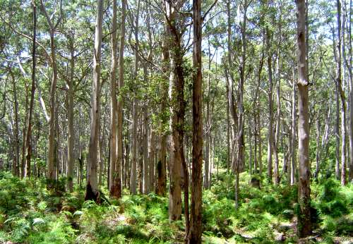 woods near Margaret River