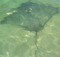 a dugong (Australian manatee)