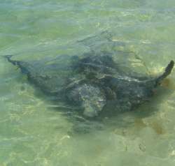 a dugong (Australian manatee)