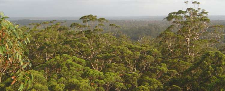 view from the Gloucester tree