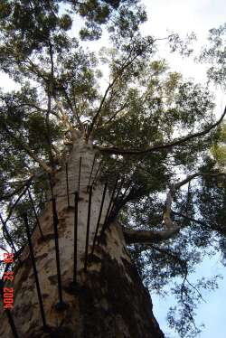 steps up the Gloucester tree