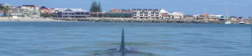 a dolphin at the Bunbury Dolphin Discovery Centre