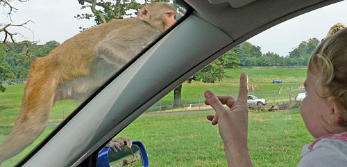 monkey on car meets monkey in car